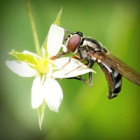 /album/tentsandpywre/photolia-a02-jpg/