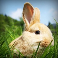 /album/tentsandpywre/photolia-a03-jpg/