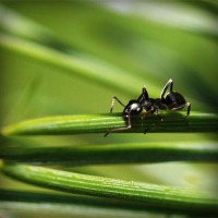 /album/tentsandpywre/photolia-a05-jpg/