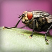 /album/tentsandpywre/photolia-a08-jpg/